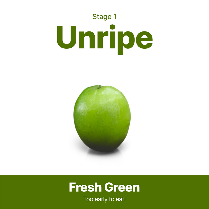 jujube fruit