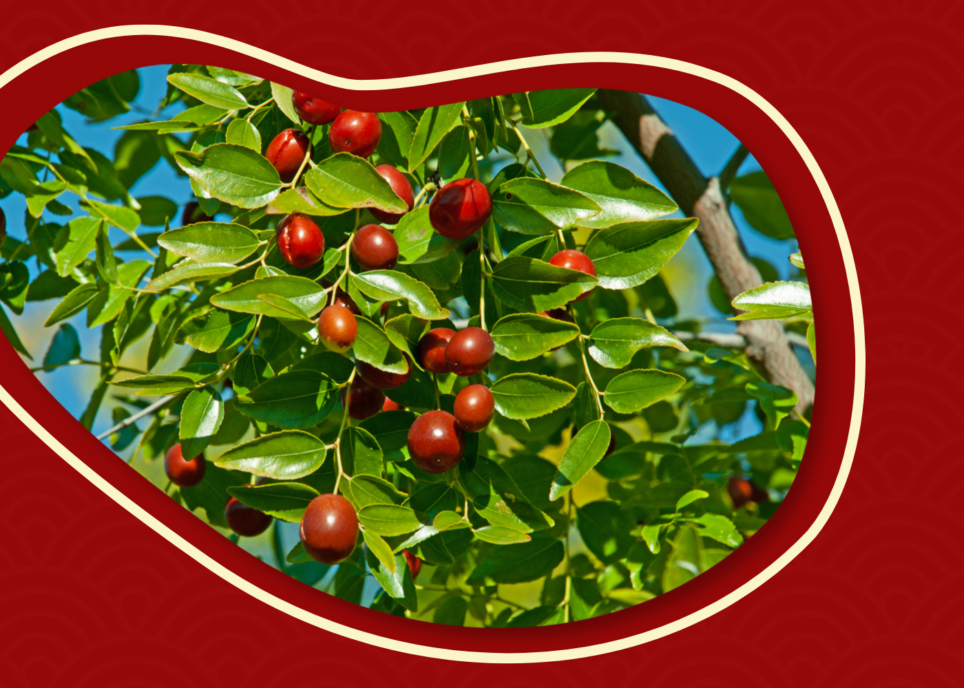 Fresh Royal Jujubes growing on a tree with green leaves and ripe red fruit in natural sunlight.