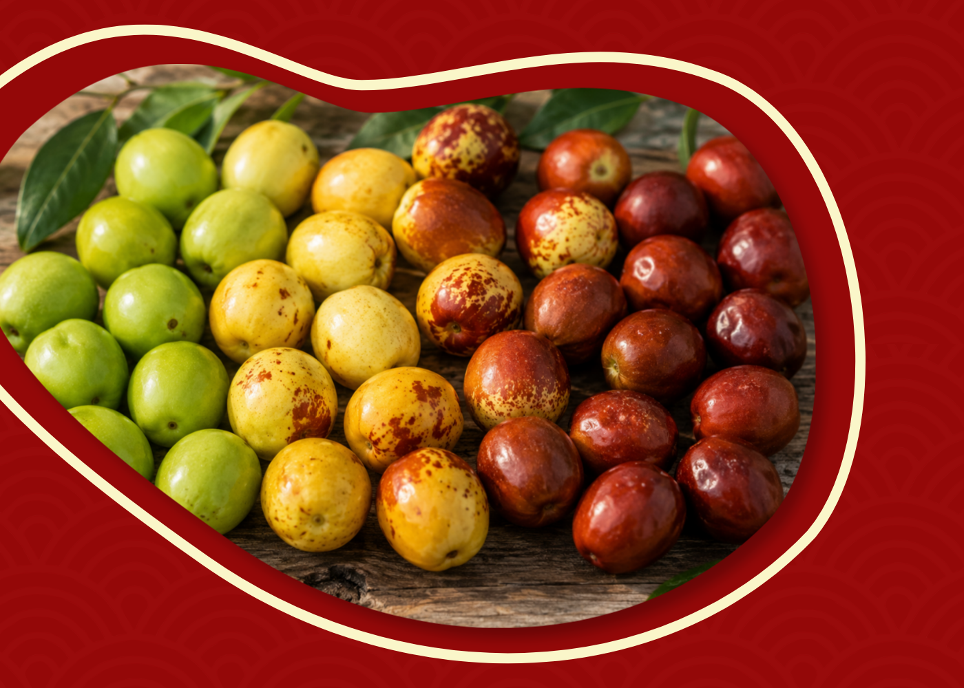 Fresh Australian Royal Jujubes arranged by ripeness, showing the natural colour progression from green to reddish-brown.