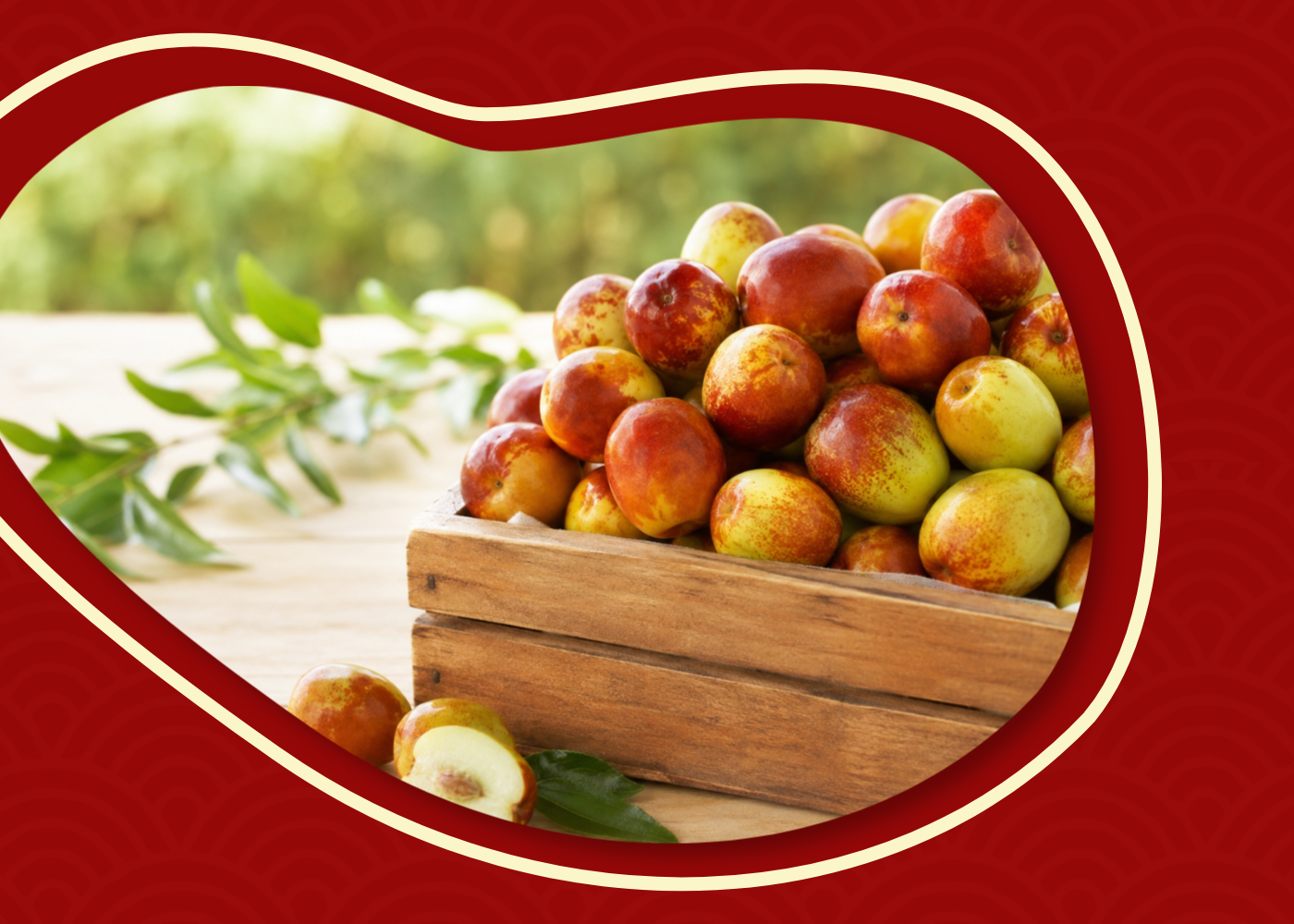 Fresh Australian Royal Jujubes displayed in a produce basket during harvest season.