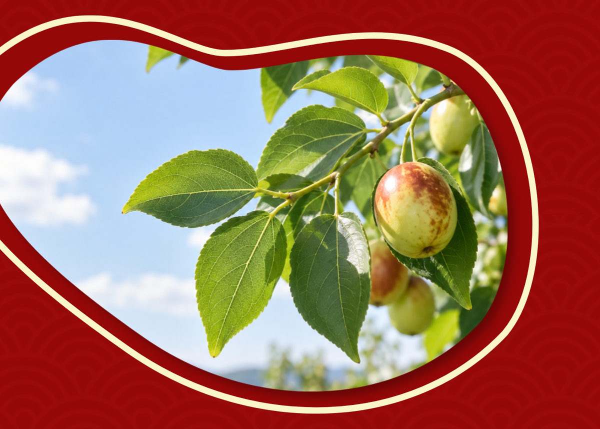 Fresh jujube leaves showing three prominent veins from the base of each leaf.