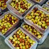 Fresh Royal Jujube – 4kg Box